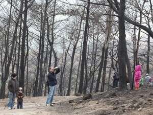 מטיילים בכרמל השרוף. מטיילים בכרמל השרוף.