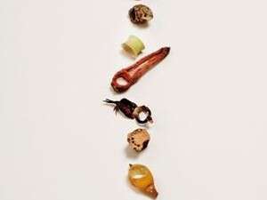 טבעות אורגניות של יעל פרידמן. מתוך התערוכה. טבעות אורגניות של יעל פרידמן. מתוך התערוכה.