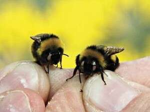 הדבורים העיוורים. נשארים בכוורת הדבורים העיוורים. נשארים בכוורת