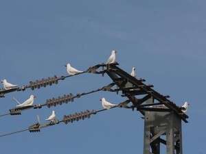 -יוני חרס בהוד השרון -יוני חרס בהוד השרון