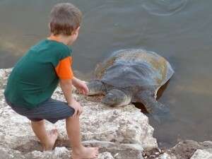 נחל אלכסנדר. הוא בסדר, אבל מי יטפל במתאכזרים לצבים? נחל אלכסנדר. הוא בסדר, אבל מי יטפל במתאכזרים לצבים?