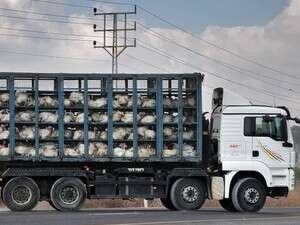 הובלת עופות. התנאים ישונו? הובלת עופות. התנאים ישונו?