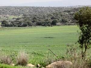 ירוק וחורפי. פארק מערות עדולם. ירוק וחורפי. פארק מערות עדולם.