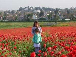 מרבדי כלניות אדומים.ליד הבית. מרבדי כלניות אדומים.ליד הבית.