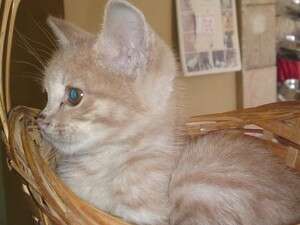 החתול שנדרס החתול שנדרס