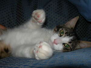 איך הם מפיקים ברגעי ההנאה את קול הגרגור הייחודי שלהם? איך הם מפיקים ברגעי ההנאה את קול הגרגור הייחודי שלהם?