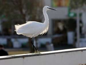 אנפה. לשלשת הציפורים הורסת את עצי הרחוב אנפה. לשלשת הציפורים הורסת את עצי הרחוב