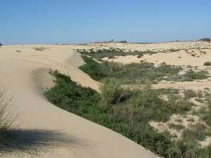 חולות ניצנים. מגוון ביולוגי גדול של צומח וחי ועושר מינים יוצא דופן חולות ניצנים. מגוון ביולוגי גדול של צומח וחי ועושר מינים יוצא דופן