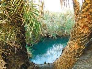 אהבה בין הדקלים. אהבה בין הדקלים.