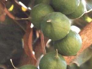 ��� �������