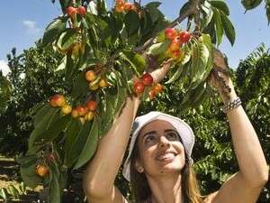 קוטפים דובדבנים. קוטפים דובדבנים.