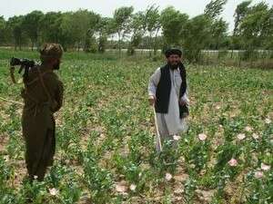 אנשי ביטחון אפגנים הורסים שדה אופיום. אנשי ביטחון אפגנים הורסים שדה אופיום.