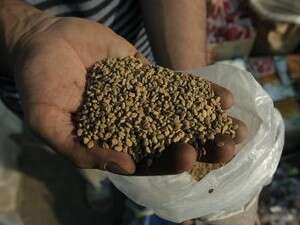 גרגרי חילבה. גרגרי חילבה.