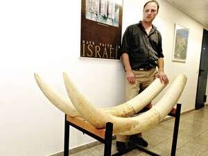 זוג חוטי שנהב שנתרמו לכנסת על ידי מוריס אל-חדיף. השווי - 90 אלף שקל זוג חוטי שנהב שנתרמו לכנסת על ידי מוריס אל-חדיף. השווי - 90 אלף שקל