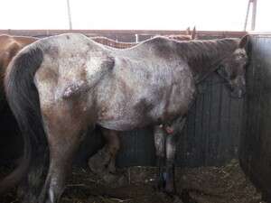 ��� ����