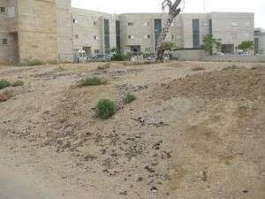 השטח הפתוח מלא בצואת כלבים השטח הפתוח מלא בצואת כלבים