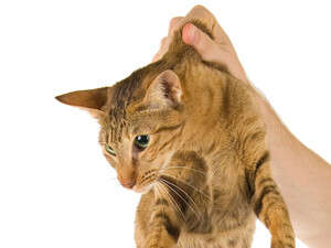 ואז שמע העד קולות חבטה רמים ואז שמע העד קולות חבטה רמים