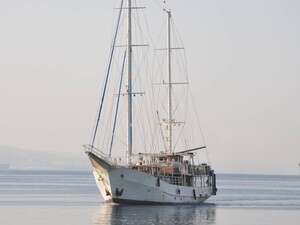 פעמונית הים הבוקר עם חזרתה למפרץ אילת פעמונית הים הבוקר עם חזרתה למפרץ אילת