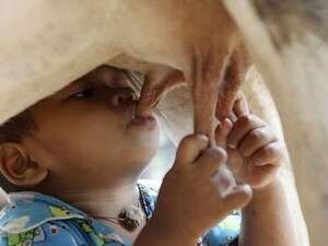 הילד הקמבודי יונק מהפרה הילד הקמבודי יונק מהפרה