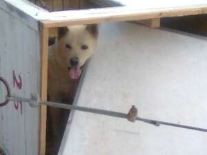 כלב שראם פגע במלונתו בבסיס צה''ל כלב שראם פגע במלונתו בבסיס צה''ל