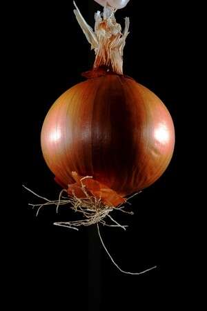 מכורים לדבר עצמו, לא לריח. הבצל מכורים לדבר עצמו, לא לריח. הבצל