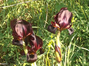 וידאו: גבעות, פלמחים, אירוסים וידאו: גבעות, פלמחים, אירוסים