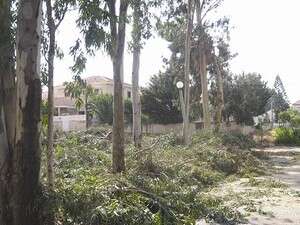 המקום בו נכרתו העצים המקום בו נכרתו העצים
