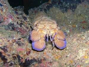 Scyllarides latu. בלי דמי כניסה לשמורה Scyllarides latu. בלי דמי כניסה לשמורה