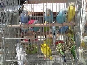 כפר קאסם, ציפורים בכלוב. התקנות הוצגו לבעלי הדוכנים כפר קאסם, ציפורים בכלוב. התקנות הוצגו לבעלי הדוכנים