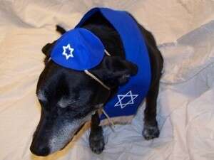 אם עושים בר מצווה, למה לא להגיד קדיש? 'בארק מצווה' בארה אם עושים בר מצווה, למה לא להגיד קדיש? 'בארק מצווה' בארה