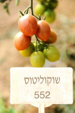 לצעוק מרוב התרגשות. עגבניות שוקוליטוס לצעוק מרוב התרגשות. עגבניות שוקוליטוס