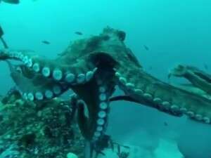 ×ª××¦××ª ×ª××× × ×¢×××¨ ×ª×× ××