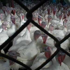 פינת חי, לא לול תרנגולות צפוף. צילום: אנונימוס פינת חי, לא לול תרנגולות צפוף. צילום: אנונימוס