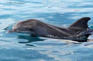 ������. ������ ������ ����� ������� ����