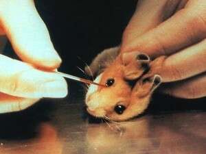 על אף שבעלי החיים נפגעים לא פעם כתוצאה מהתנהלותם של תאגידים, טרם התגבשה עמדה ברורה לגביהם
<br/> על אף שבעלי החיים נפגעים לא פעם כתוצאה מהתנהלותם של תאגידים, טרם התגבשה עמדה ברורה לגביהם
<br/>