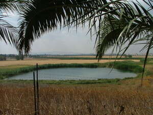 ��� ������