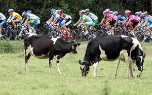 מהר, הפרות ברחו. צילום: רויטרס. מהר, הפרות ברחו. צילום: רויטרס.