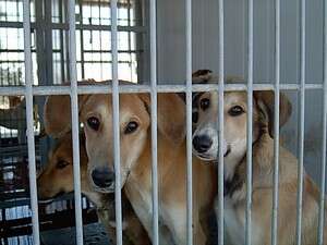 כלבים בכלביה. צילום: ערד לחי כלבים בכלביה. צילום: ערד לחי