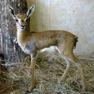 ����� ��� ����� ���� �����. �����: ����� ���