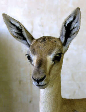 ������ ������: ��� ����. ������ �����: ��� �� ���� ����� ����. �����: ����� ���. 