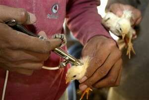 העופות לא היו מחוסנים. צילום: אי פי. למצולם אין קשר לכתבה העופות לא היו מחוסנים. צילום: אי פי. למצולם אין קשר לכתבה