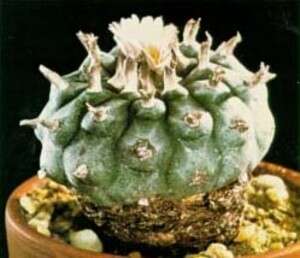 �����. ��� ���� �������