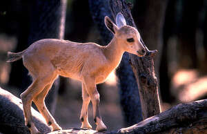 ��� �����