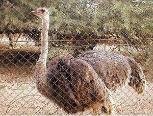 בבת עינו של רפי אוחיון, היען ז בבת עינו של רפי אוחיון, היען ז