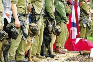 כלבי עוקץ במסדר. צילום: יהונתן שאול כלבי עוקץ במסדר. צילום: יהונתן שאול