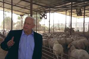 ����� ����