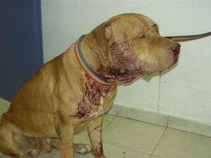 רד, התייסר בכאביו שעות עד שנפטר. בתמונה רד לאחר שנורה. צילום: צביקה לזירוביץ רד, התייסר בכאביו שעות עד שנפטר. בתמונה רד לאחר שנורה. צילום: צביקה לזירוביץ