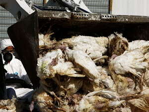 השמדת עופות בשל המגפה. השמדת עופות בשל המגפה.