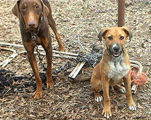 חלק מהנוף. צילום: ארגון unchain your dog חלק מהנוף. צילום: ארגון unchain your dog