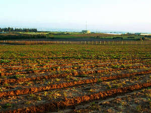 גאולת אדמות גרסת 2008 גאולת אדמות גרסת 2008